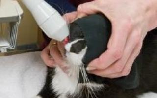 Sintomi di otite nei gatti Otite in un gattino: sintomi e trattamento