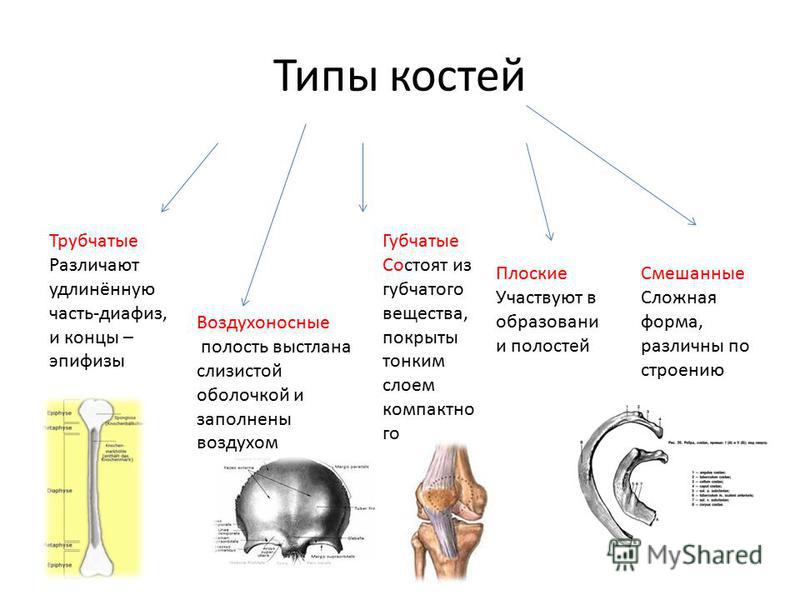 Схема виды костей